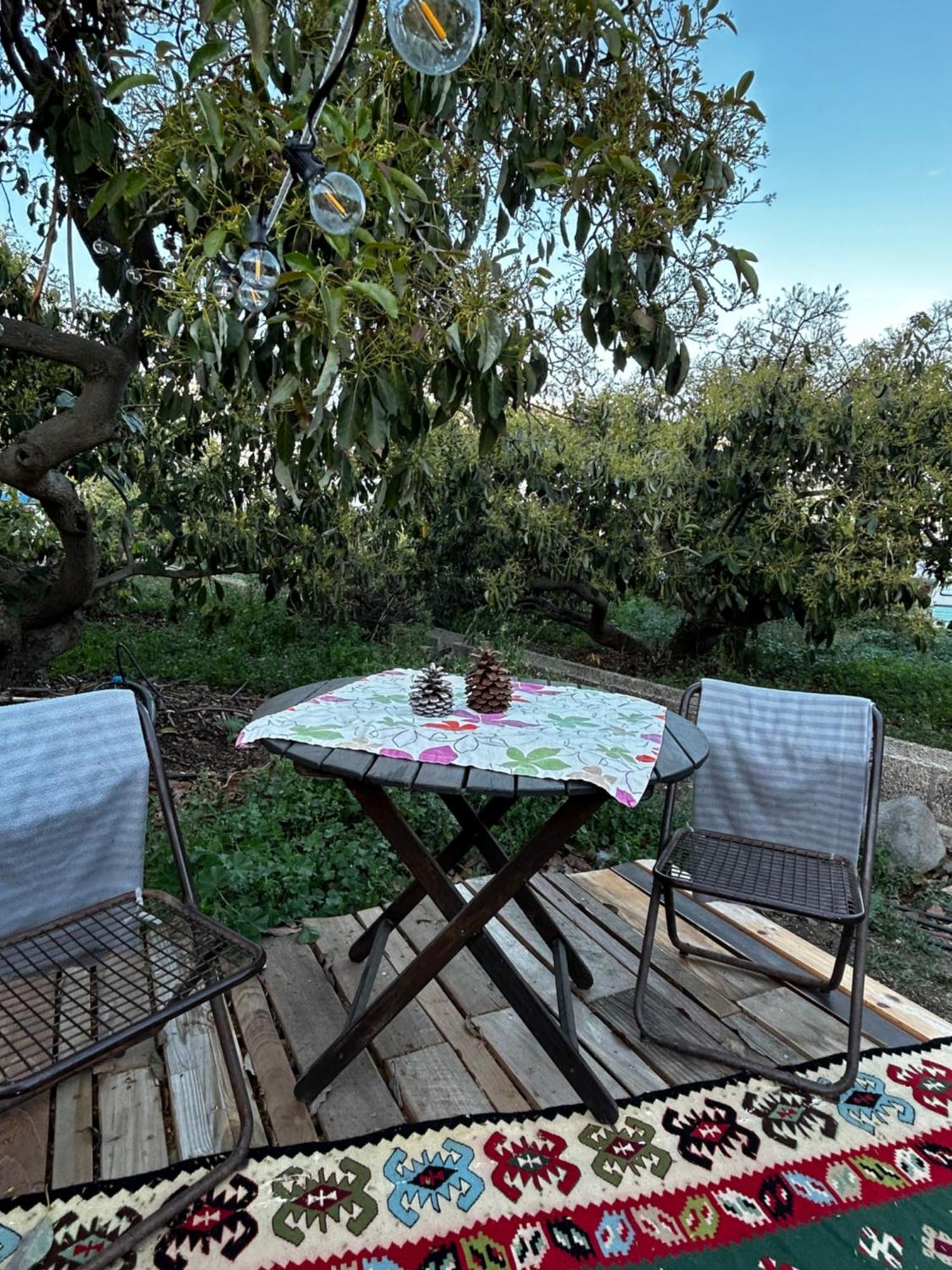 Yurt In Avocado Garden Otel Güimar Dış mekan fotoğraf